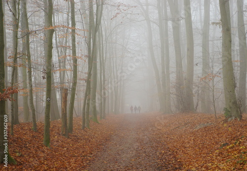 Wald Buchen Nebel Herbst