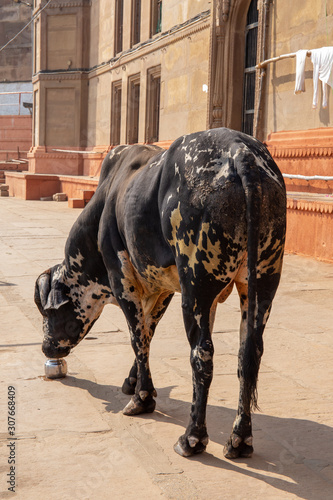 Holy cow or buffalo female drinking water of the ganges from a little metallic urn comebody put there for her.