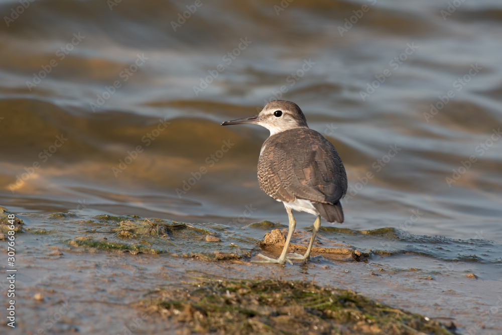 Closeup of Common Sandpiper photographed in Kutch Closeup of Common Sandpiper photographed in Kutch