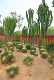 Cactus plants Echinocactus