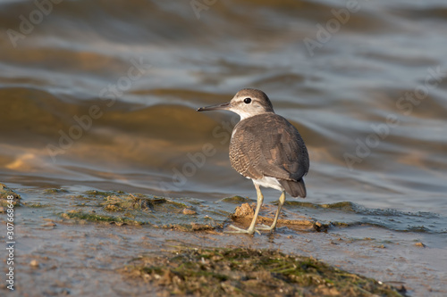 Fotografie Closeup of Common Sandpiper photographed in Kutch