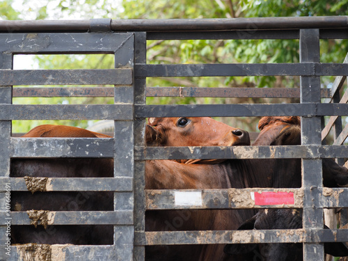 A truck is transported by cows.