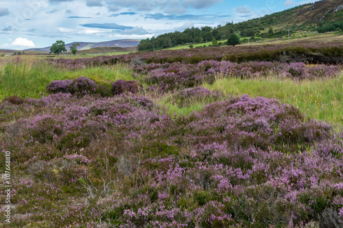 Countryside at Lochindorb photo