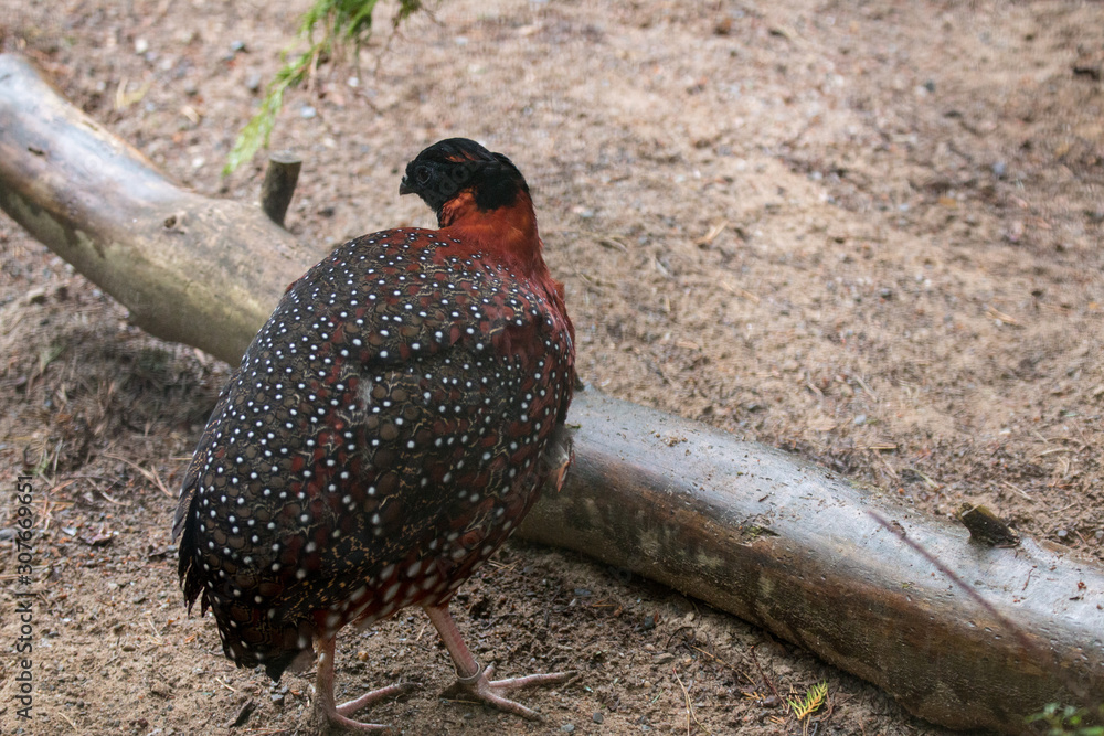 Satyr Tragopan (Tragopan satyra) Stock-Foto | Adobe Stock