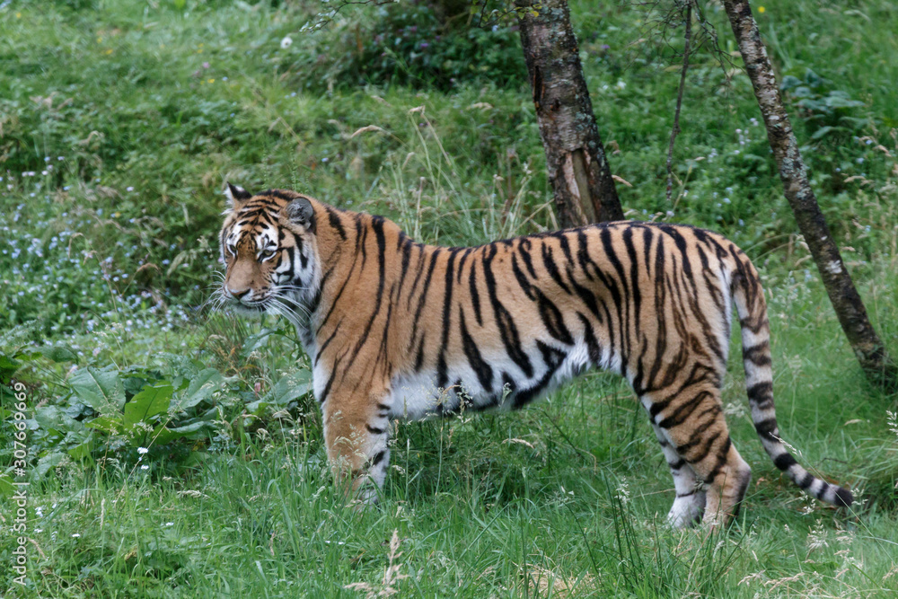Siberian Tiger (Panthera tigris altaica) or Amur Tiger Siberian Tiger (Panthera tigris altaica) or Amur Tiger