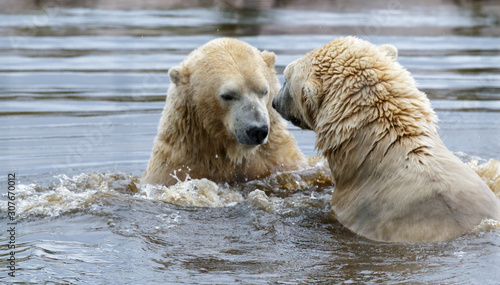 Polar Bear (Ursus maritimus) © philipbird123
