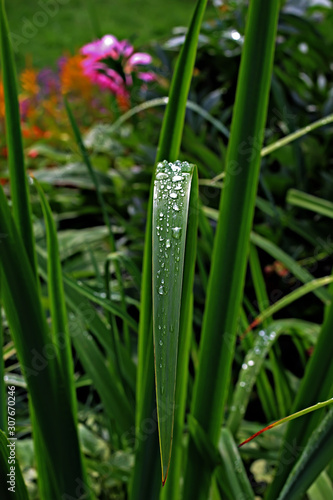 water drops on leaf