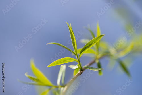 Close up view of the end of a weeping willow branch with newly sprouted leaves