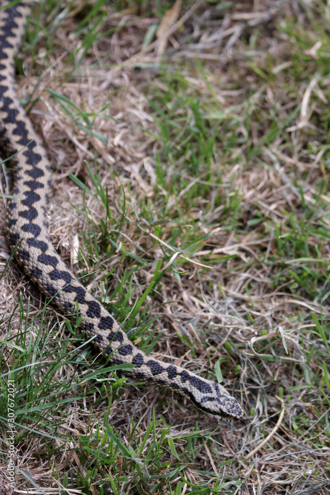 Common European Adder (Vipera berus) Common European Adder (Vipera berus)
