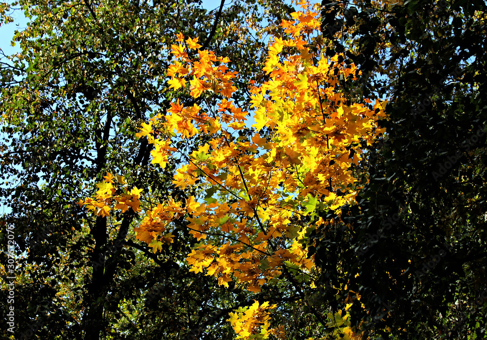 autumn leaves on tree autumn leaves on tree