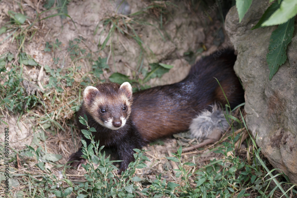 European Polecat (mustela putorius) European Polecat (mustela putorius)