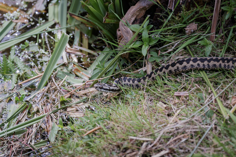 Common European Adder (Vipera berus) Common European Adder (Vipera berus)
