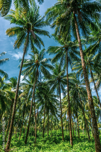 fresh coconut palms in tropical rainforest  Jamaica