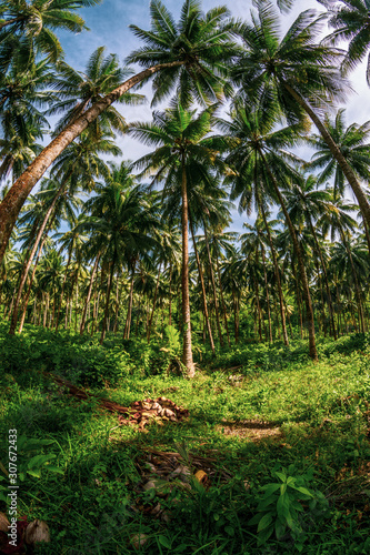 fresh coconut palms in tropical rainforest, Jamaica