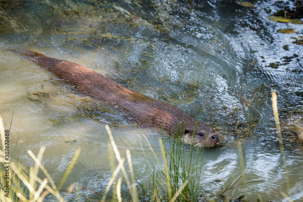 Fototapeta premium Eurasian Otter (Lutra lutra)