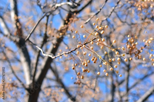 Árbol del paraíso con sus ramas llenas de semillas, a finales de otoño 