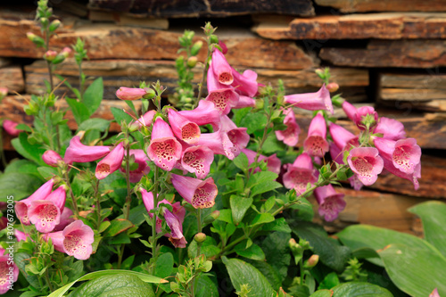 Rehmannia flowers bloom in the botanical garden