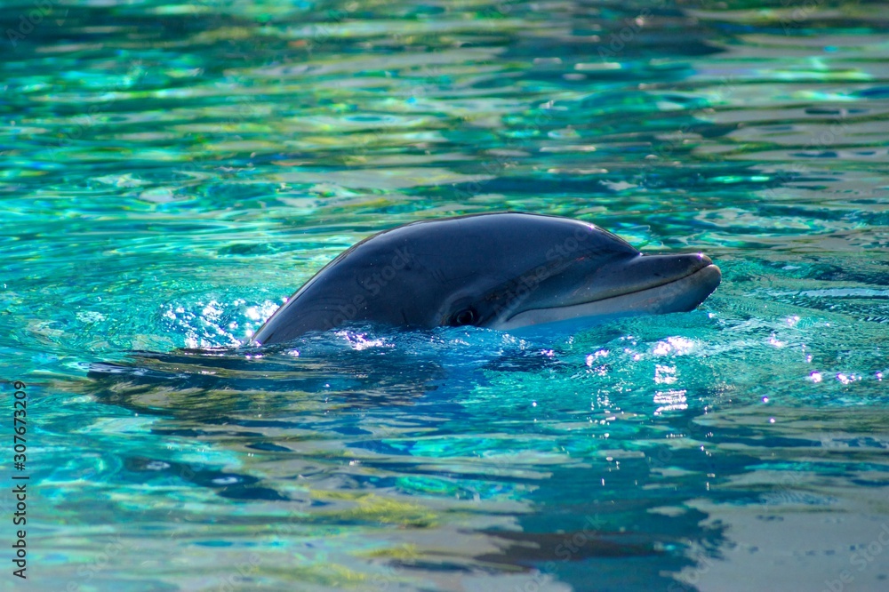 Obraz premium Dolphin swiming