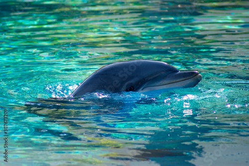 Dolphin swiming