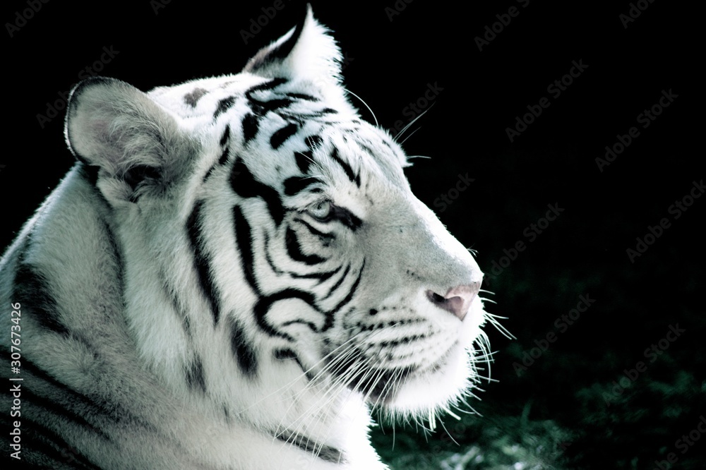Naklejka premium White bengal tiger portrait