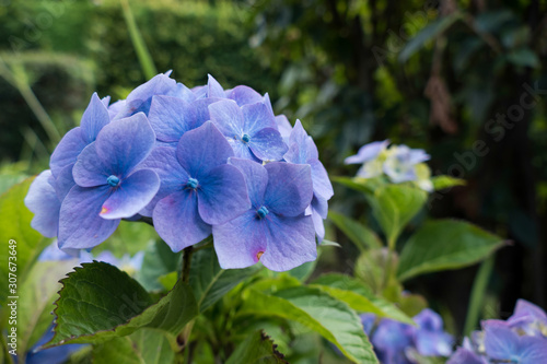 Common Hydrangea  H macrophylla 