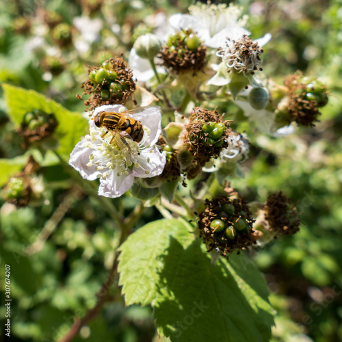 Hoverfly (Eupeodes corolae) on Blackberry Flower photo