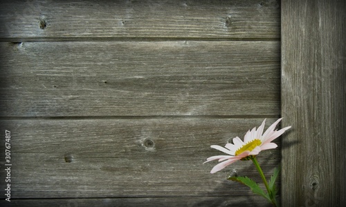 Marguerite blanche devant un mur de planche.