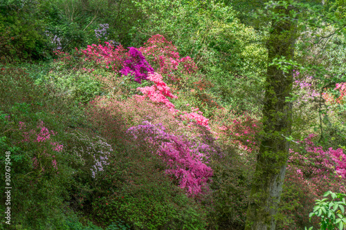 Azaleas in Full Bloom