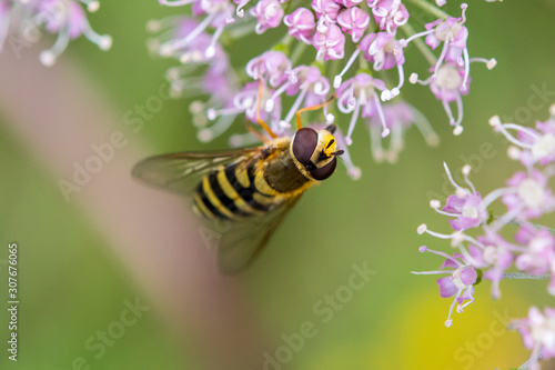 Makroaufnahme einer Biene auf rosa Blüte © natros