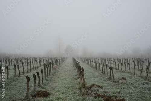 Winterlicher Weingarten mit den Silhouetten von B  umen im Nebel