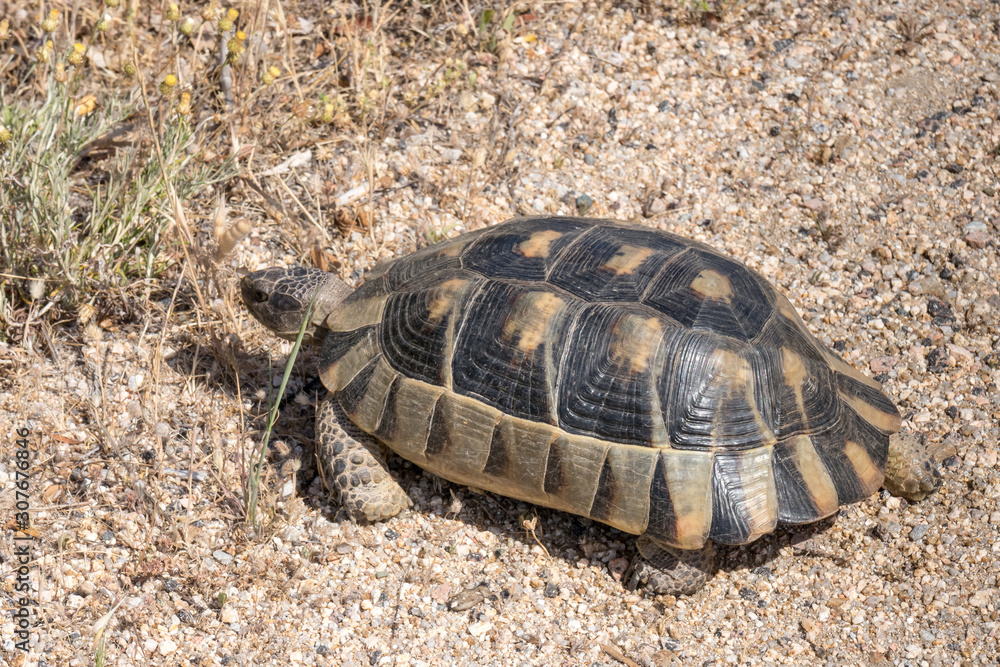 Fototapeta premium Sardinian Marginated Tortoise (Testudo marginata)