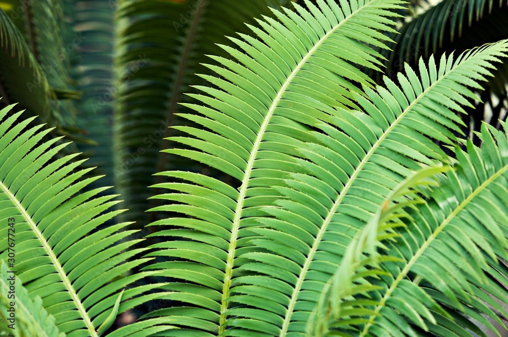 green leaf tropical tree with green leaves texture background. Ecology and environment concept in the city green leaf tropical tree with green leaves texture background. Ecology and environment concept in the city