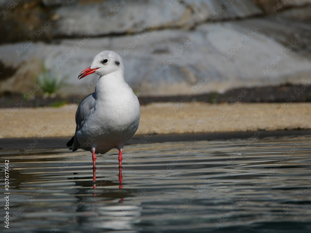 Fototapeta premium Mouette les pattes dans l'eau