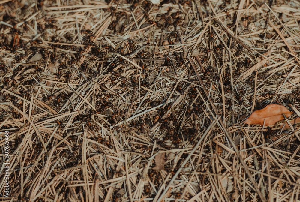 Close-up of wood ants. Multitude of red and black wood ants on forest floor. Close-up of wood ants. Multitude of red and black wood ants on forest floor.