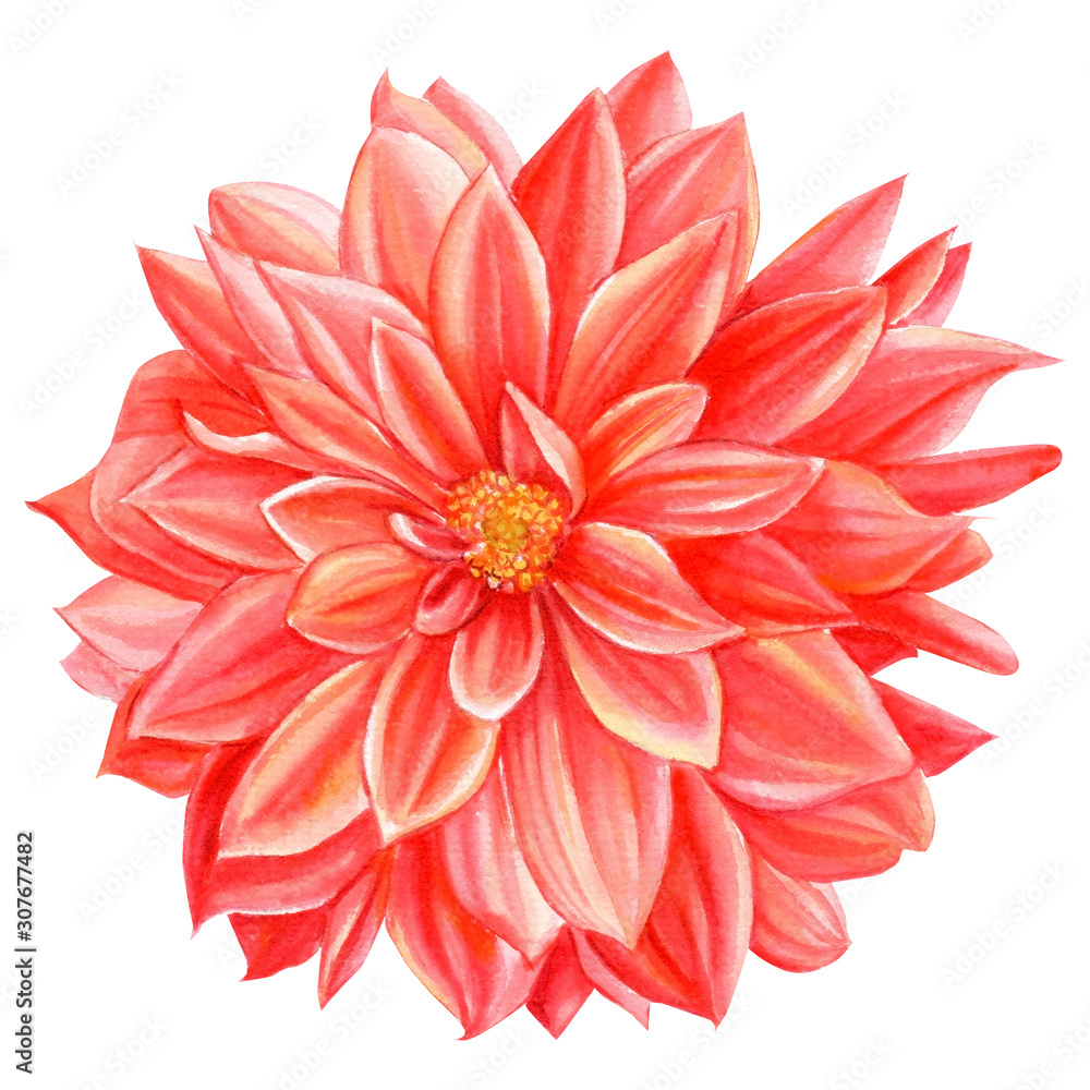 dahlia flower on an isolated white background, watercolor illustration, botanical flora painting
