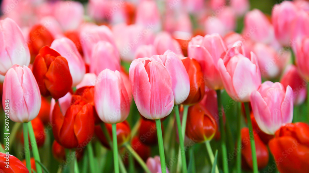 Fresh beautiful pink and white tulip flower