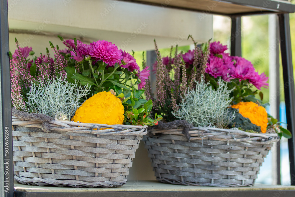 Fototapeta premium Gift wicker baskets with flowers and pumpkins. Chrysanthemum, heather, Leucophyta brownii, Silver Nugget, pumpkin. Beautiful decorative bouquet with flowers and vegetables, design