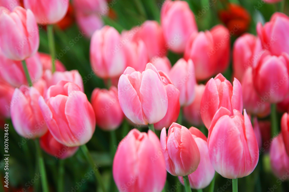 Fototapeta premium Fresh beautiful pink and white tulip flower