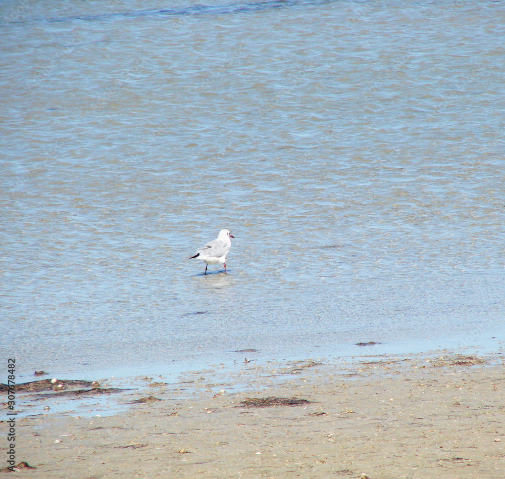 Even seagulls can safely walk on the coastal waters of shallow lake Sivash.