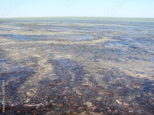 Top view of the clear water surface of Salt Lake Sivash  through which the sandy bottom and vegetation are visible.