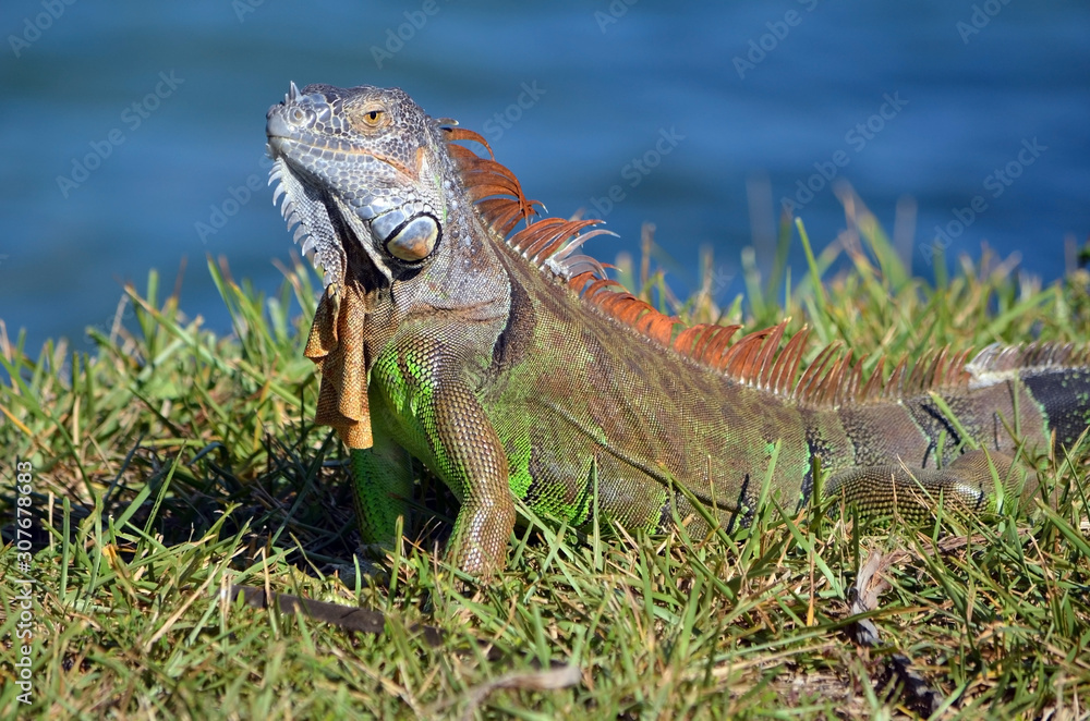 Fototapeta premium Close up of an iguana basking the afternoon sun