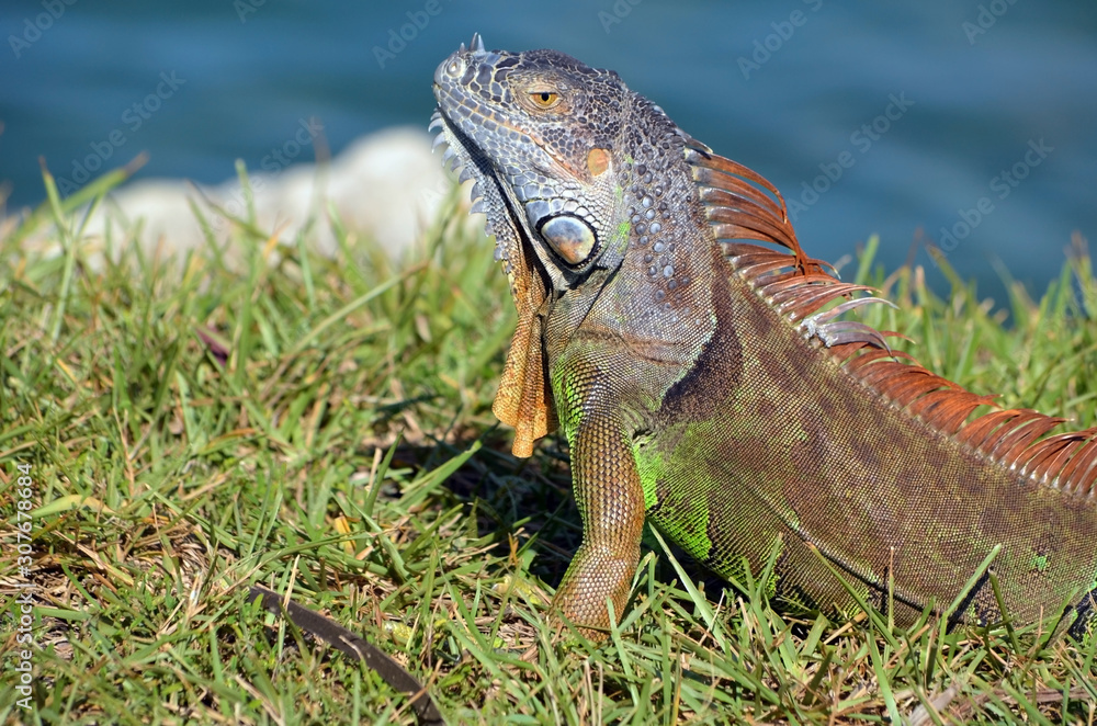 Close up of an iguana basking the afternoon sun Close up of an iguana basking the afternoon sun