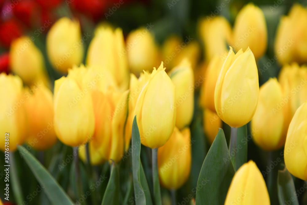Fresh beautiful yellow and orange tulip flower
