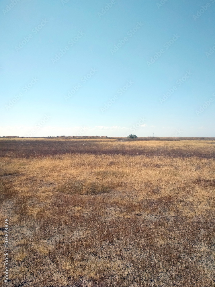 Panorama of poor vegetation of Azov salt marshes under the rays of the morning sun on a background of clear blue sky.