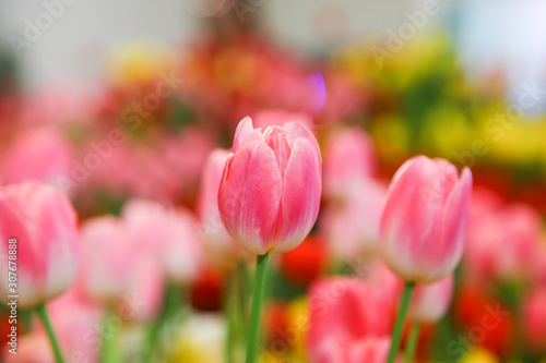 Fototapeta Naklejka Na Ścianę i Meble -  Fresh beautiful pink and white tulip flower