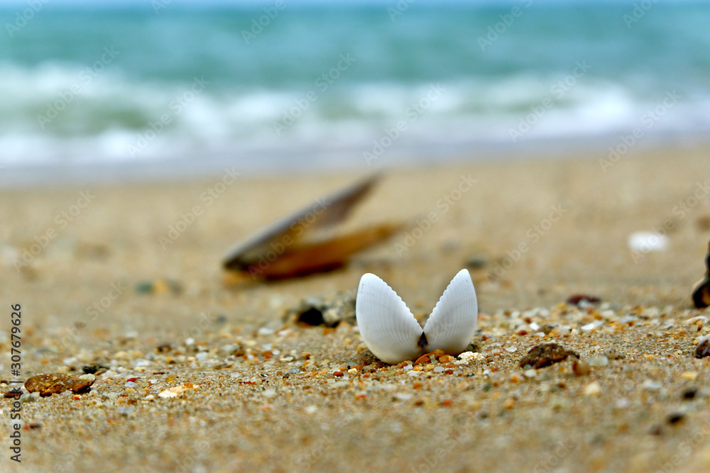 sea shells on the sand sea shells on the sand