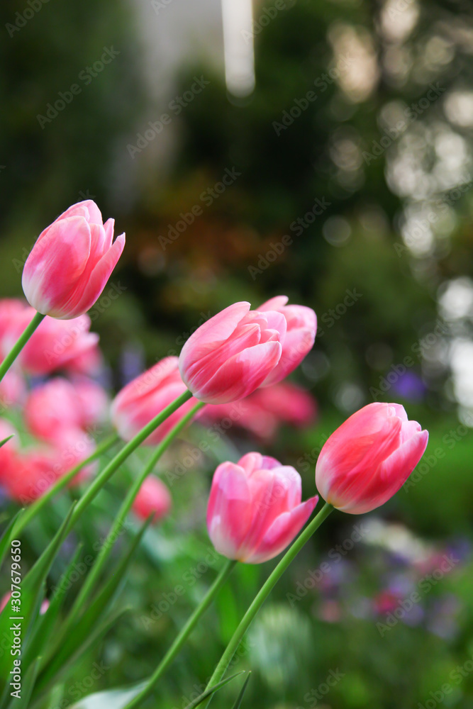 Fresh beautiful pink and white tulip flower