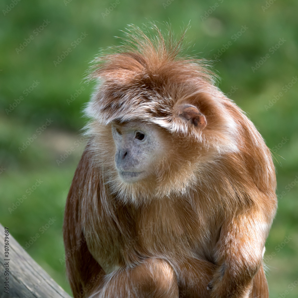 Javan Lutung (Trachypithecus auratus) Javan Lutung (Trachypithecus auratus)