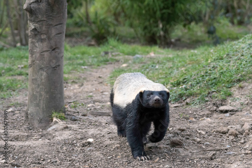 Fotografie Honey Badger (Mellivora capensis)