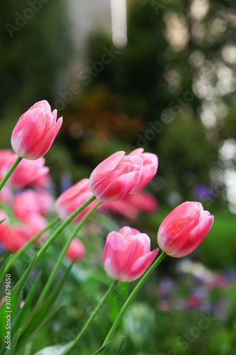Fresh beautiful pink and white tulip flower